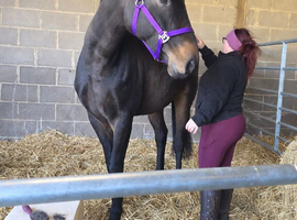 16.2hh bay gelding