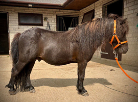SPSBS Shetland Colt 2yo 36&rdquo;