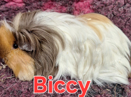 2 adult sheltie guinea pig girls