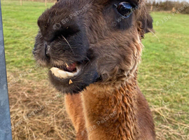 Phil the alpaca
