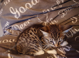 Beautiful Bengal kitten for sale