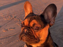 FLUFFY CARRIER FRENCH BULLDOG