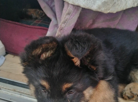 Ready to go German Shepherd Puppy