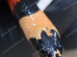 Apricot Pueblan Milk Snake