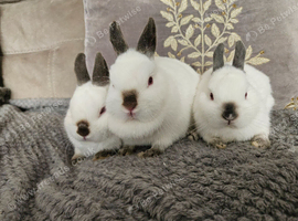 Himalayan netherhland dwarfs
