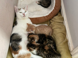 Girl kittens- ready to leave