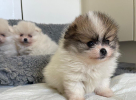 Stunning true Pomeranians