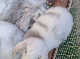 Rabbits for sale 2 girls lop ready now