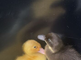 Ducks for sale!!