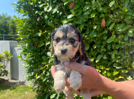 COCKAPOO PUPPIES