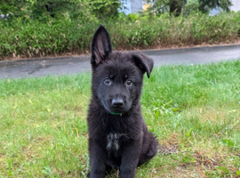 German sheperd