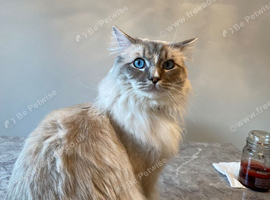 Beautiful 5-Year-Old Male Ragdoll &ndash; Rehoming