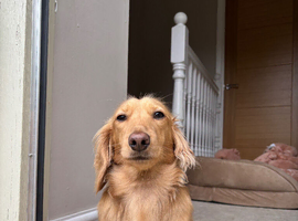 Cream Long Haired Miniature Dachshund for Stud