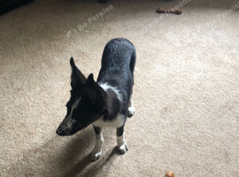 Border collie puppy