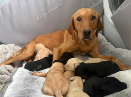 Labrador KC registered puppies