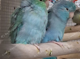 Stunning Parrotlets available
