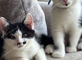 Gorgeous Half British Shorthair Kittens