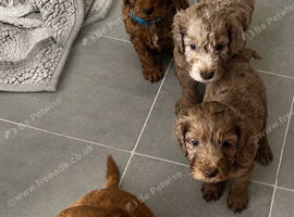 F2 cockapoo puppies