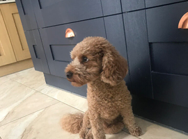 Toy Poodle - a gentleman