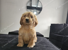 Beautiful Cockapoo puppies