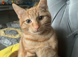 Bengal  looking for a new home