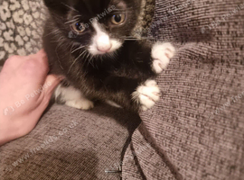 2 kittens
