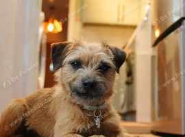 Gorgeous boy for sale