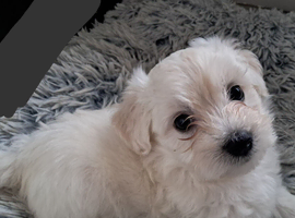 Maltese puppies for sale