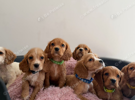 Stunning Cocker Spaniel Puppies &ndash; 2 Boys & 5 Girls Ready Now!