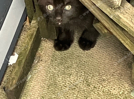 2 kittens available