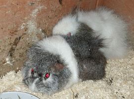 2 female Guinea Pigs