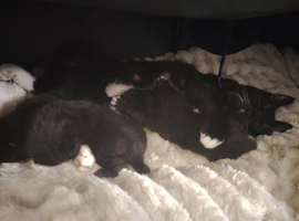 2 week old 3 kittens 2 boys 1 girl