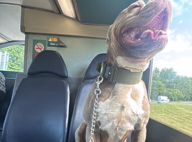 Rehome