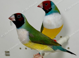 Gouldian finches  for sale