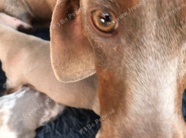 Miniature dachshund lilac dapple