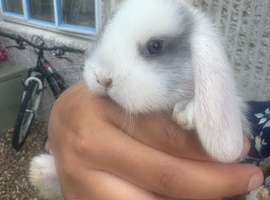 Mini lops babies