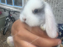 Baby mini lops