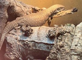 Savannah monitor