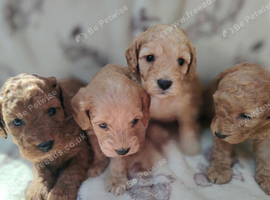Miniature cockapoo puppies