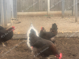 Two Black Copper Maran Hens