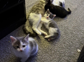 Domestic mixed breed kittens