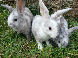 Plush lop and plush lop cross babies