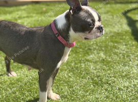Stunning Kc reg blue boston terrier girl