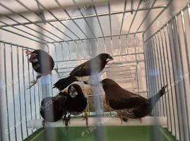 5 Bengalese finches for sale