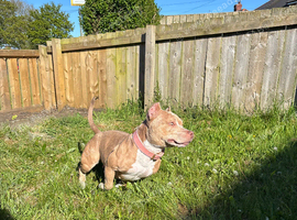 Female Pocket Bully, ABKC