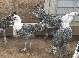 Silver Braekel (similar to a Silver Campine) female chickens