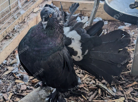 Bonded Pair of Fantails