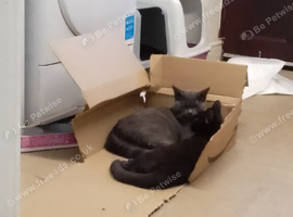 Grey boy cat