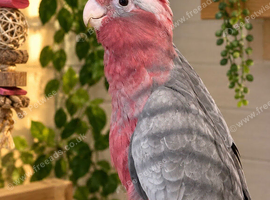 Beautiful 6-Month-Old Galah Cockatoo Looking for a Loving Home