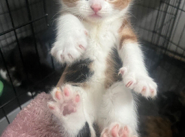 4 kittens for sale